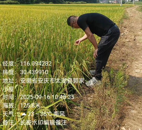 天華鎮植保行動 科技護航，糧食豐產之路