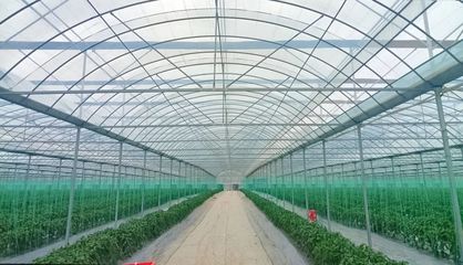 斜角村 以菜為基，以水為業，雙輪驅動助力鄉村產業振興