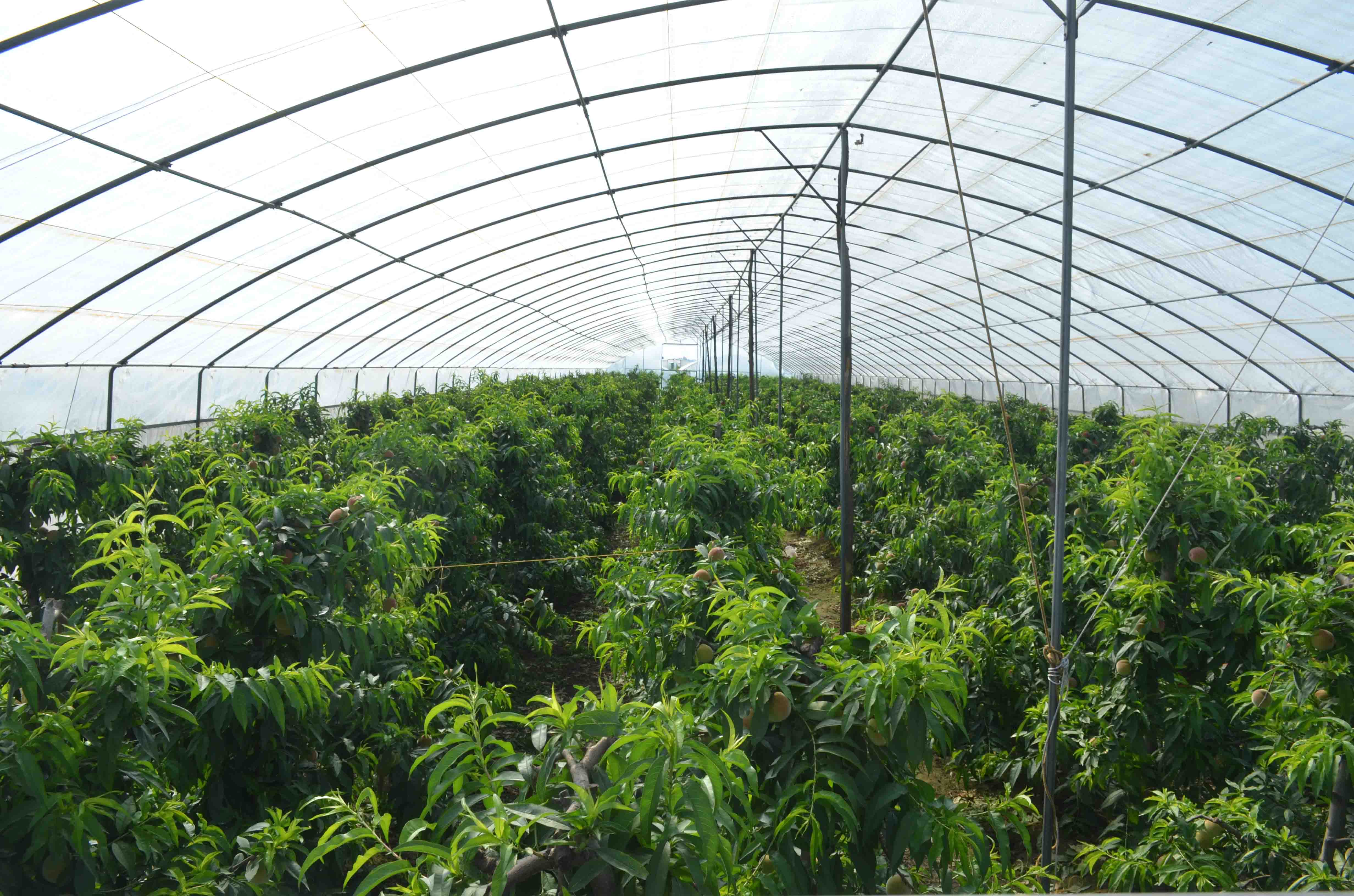 陜西周至 大棚桃香飄四方，特色種植激活鄉村經濟新引擎