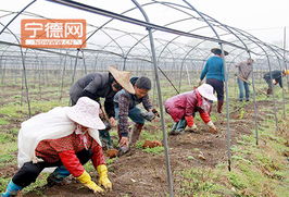 周寧實踐 土地流轉激活特色農業與水產養殖，鋪就農民增收新路徑