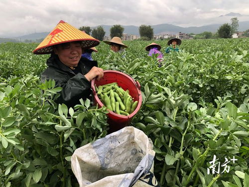 廣東始興 多措并舉穩供保產，筑牢省級“菜籃子”基地縣根基